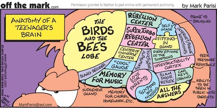 Humour and anatomy of a teenager's brain illustration